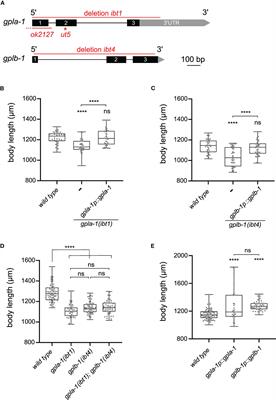 Ancestral glycoprotein hormone-receptor pathway controls growth in C. elegans